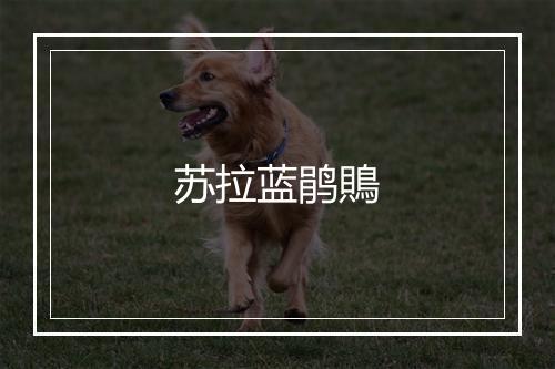 苏拉蓝鹃鵙