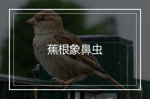 蕉根象鼻虫