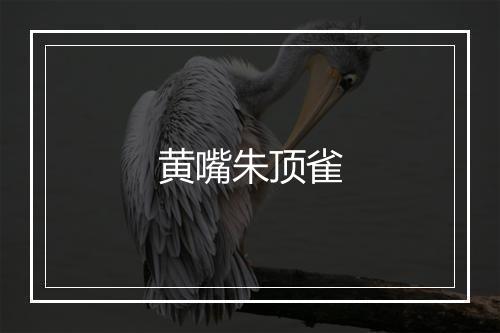 黄嘴朱顶雀