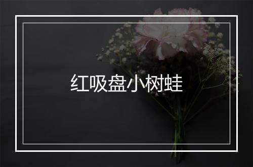 红吸盘小树蛙