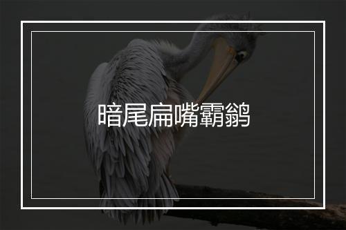 暗尾扁嘴霸鹟