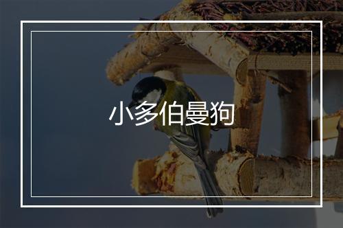 小多伯曼狗