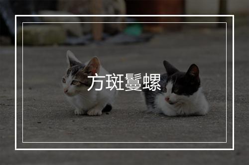 方斑鬘螺