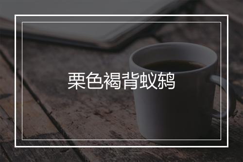 栗色褐背蚁鸫