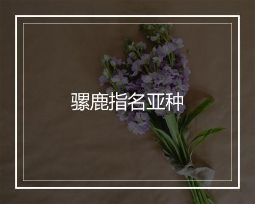 骡鹿指名亚种