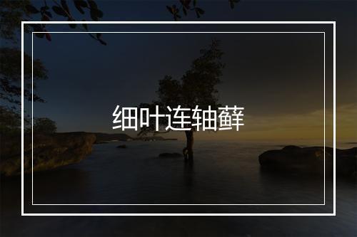 细叶连轴藓