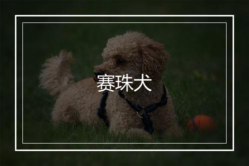 赛珠犬