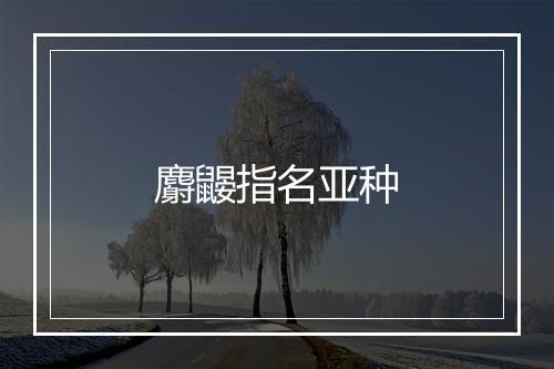 麝鼹指名亚种