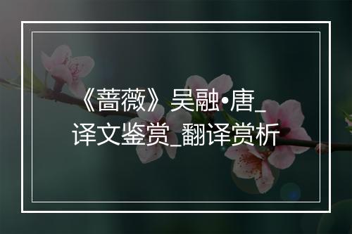 《蔷薇》吴融•唐_译文鉴赏_翻译赏析